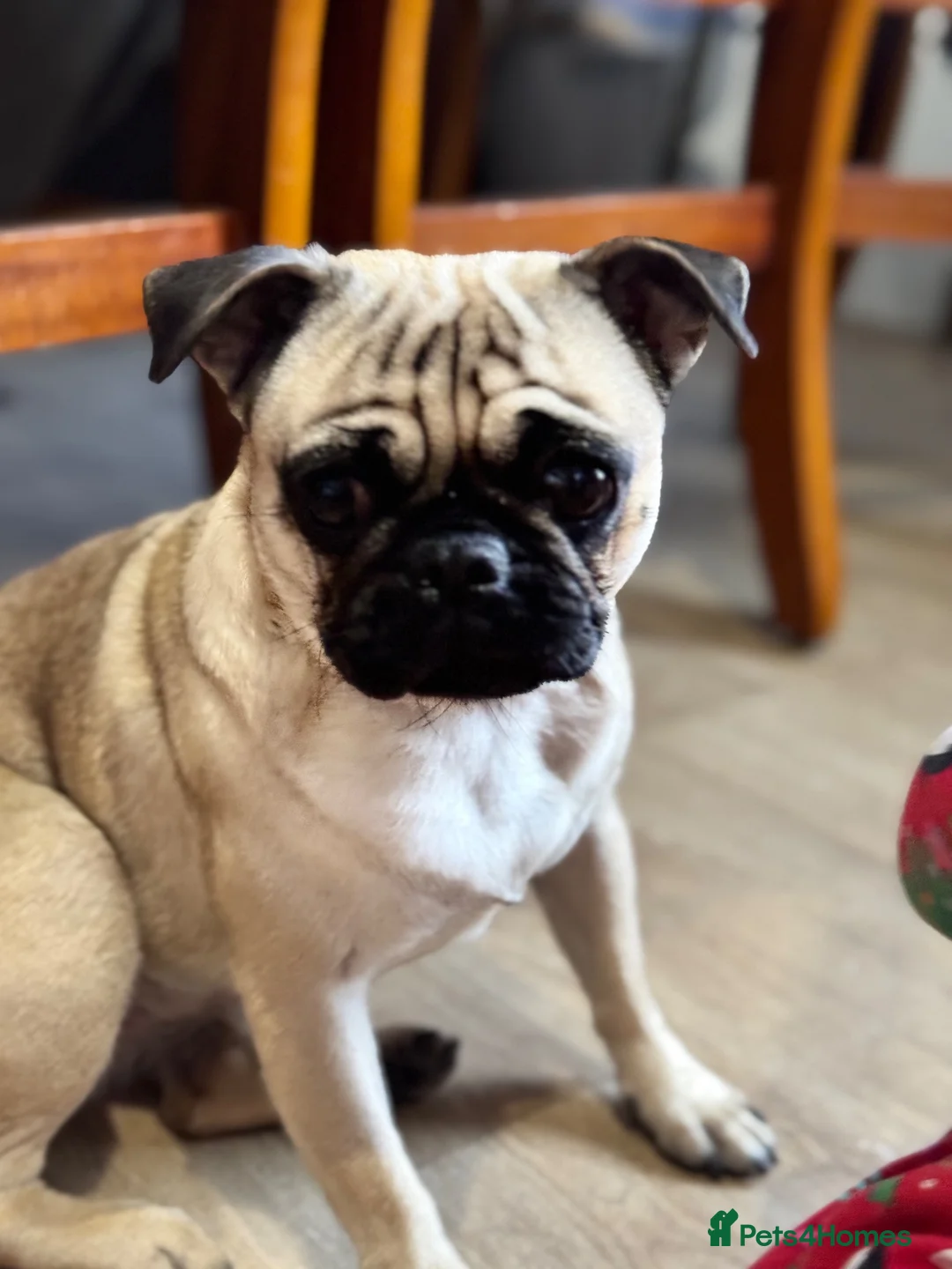 Pug dogs for sale: My pug in Barnsley - Advert 2