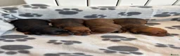 Miniature Dachshund dogs for sale: Miniature Dachshund Puppies - Advert 8