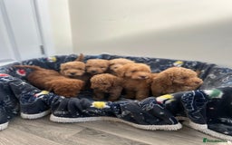 Cockapoo dogs for sale: 8 weeks old beautiful Cockapoo puppies  - Image 27