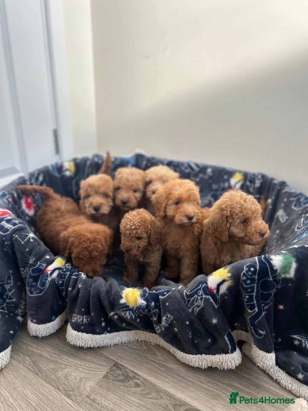 Cockapoo dogs for sale: 8 weeks old beautiful Cockapoo puppies  - Image 27