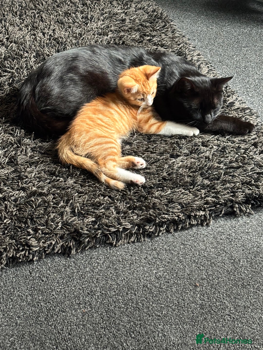 British Shorthair cats for sale: Female kittens for sale! - Image 4