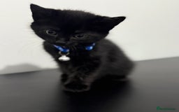 Mixed Breed cats for sale: 5 Beautiful Kittens - Ready for Homes Nov 17 - Image 8