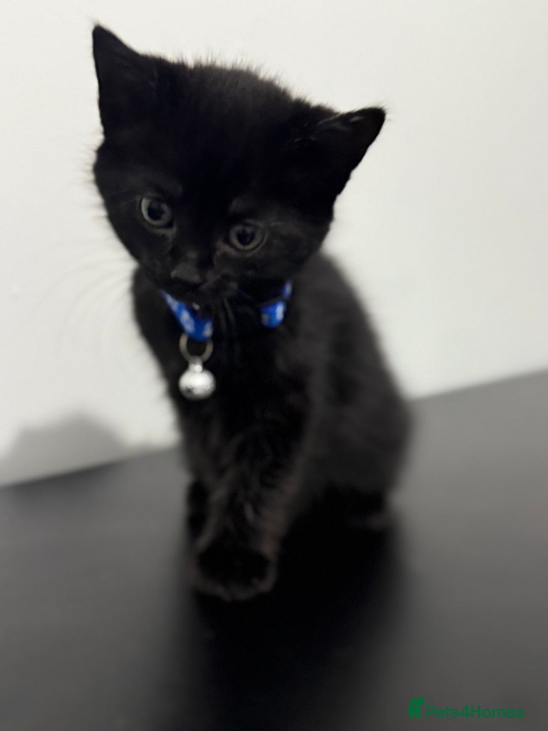 Mixed Breed cats for sale: 5 Beautiful Kittens - Ready for Homes Nov 17 - Image 8