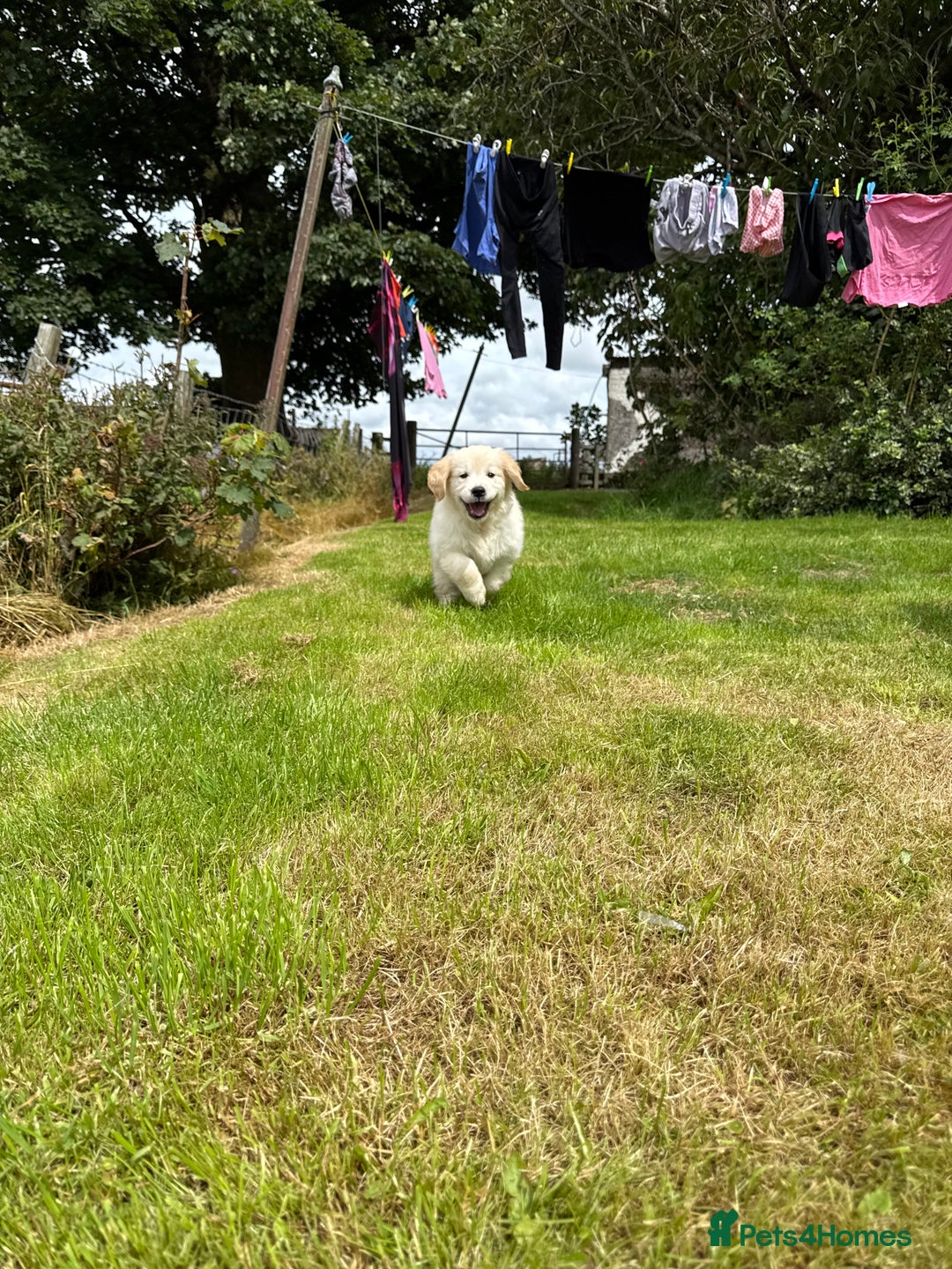 Golden Retriever dogs for sale: KC Registered Golden Retriever Puppies  - Image 3