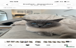 British Shorthair cats for sale: British shorthair x ragdoll - Image 10