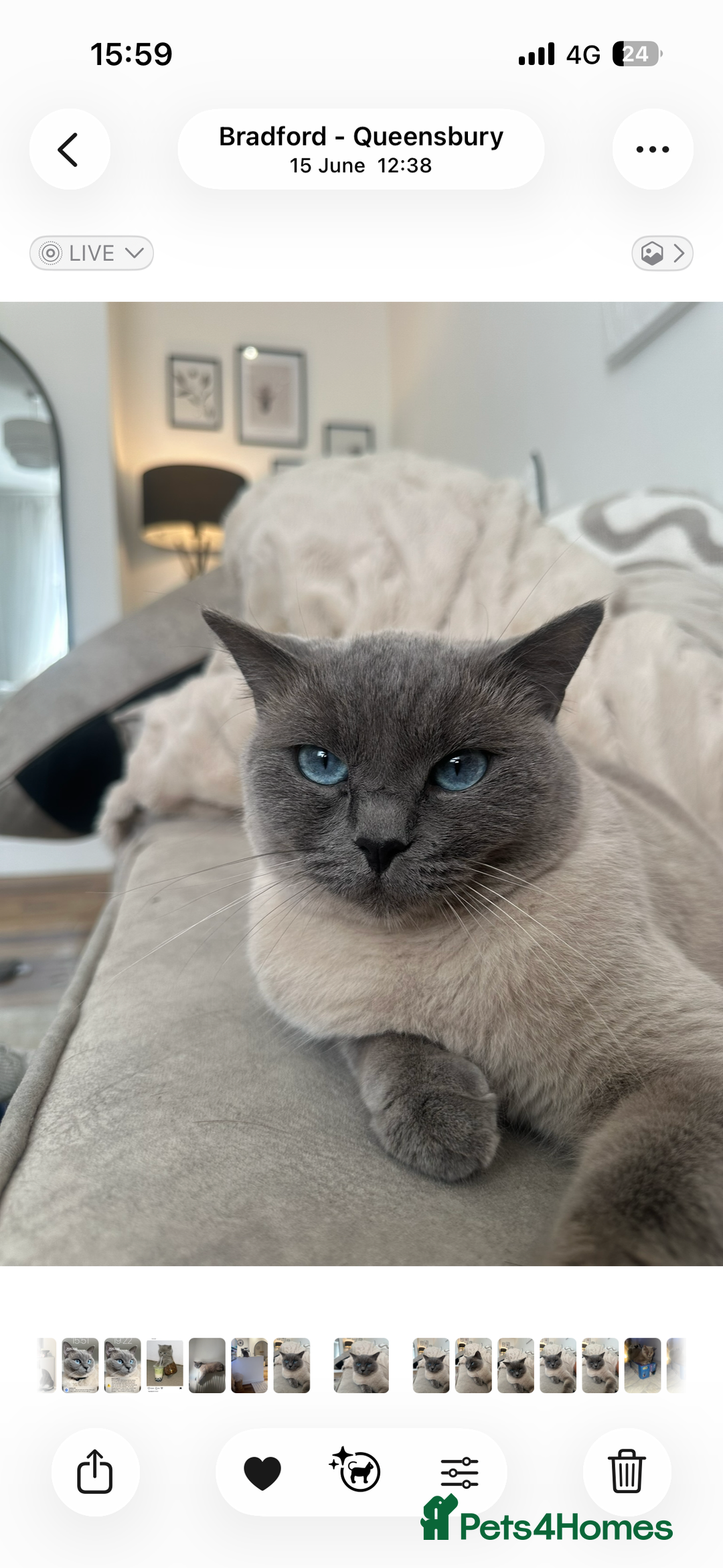 British Shorthair cats for sale: British shorthair x ragdoll - Image 10