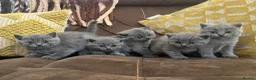 British Shorthair cats for sale: Beautiful Blue BSH Kittens. GCCF in Swanley - Advert 7