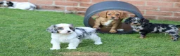 Cockapoo dogs for sale: Beautiful Cockerlierpoo puppies for sale - Advert 14