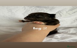 French Bulldog dogs for sale: Pedigree Puppies ❤️ - Image 4