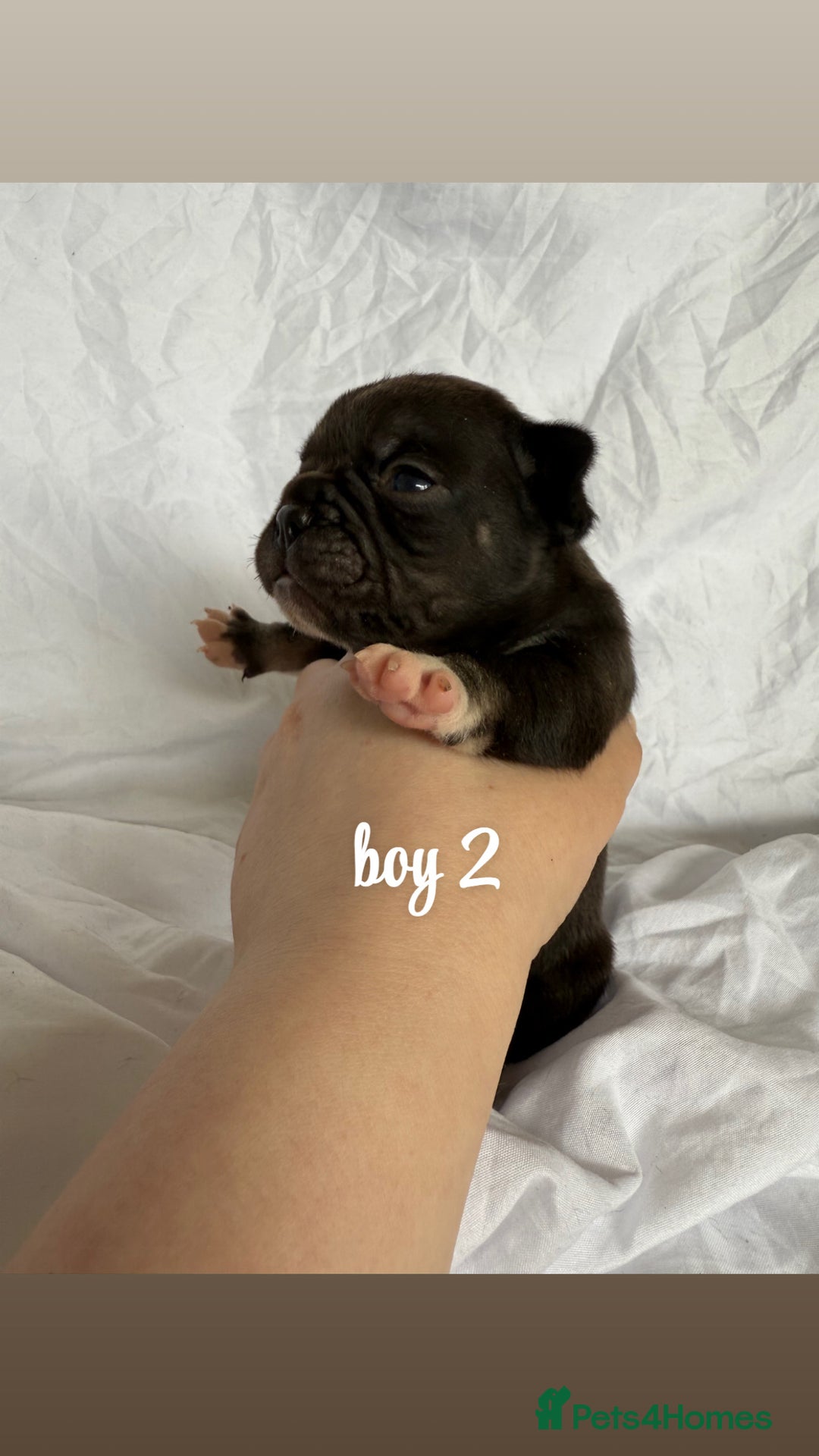 French Bulldog dogs for sale: Pedigree Puppies ❤️ - Image 4