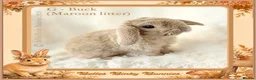 Mini Lop rabbits for sale: 🌻 Baby Mini Lops 🌻 Reserve Now 🌻 Ready 4th Oct - Advert 16