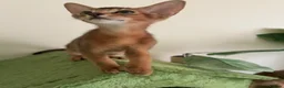 Abyssinian cats for sale: TICA 5* pedigree Abyssinian Kittens  - Advert 20