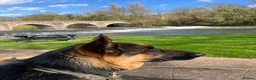 German Shepherd dogs for stud: KC Reg German Shepherd Stud available Proven - Advert 2