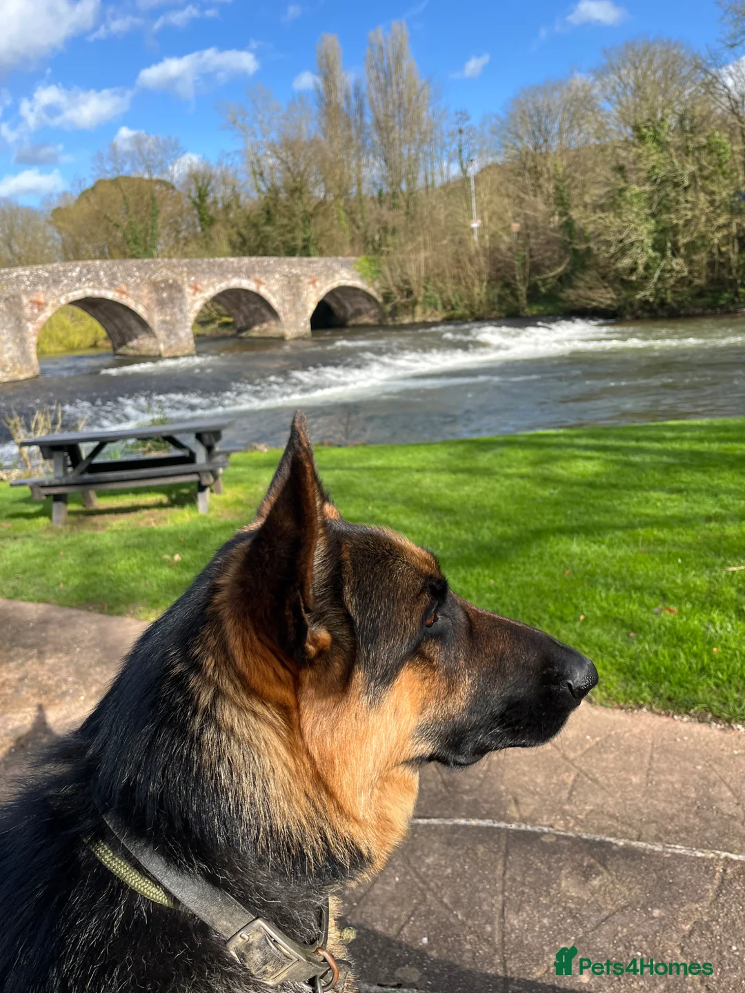 German Shepherd dogs for stud: KC Reg German Shepherd Stud available Proven - Advert 2