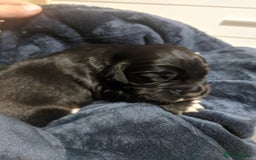 Cocker Spaniel dogs for sale: 6 beautiful working cocker spaniels  - Image 11