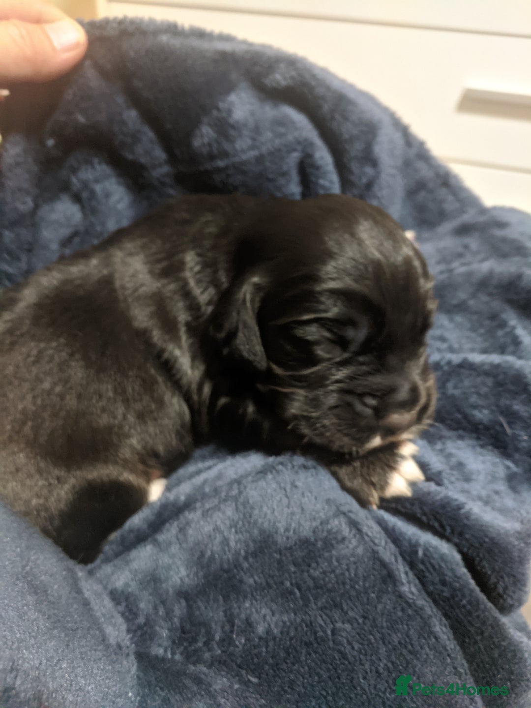 Cocker Spaniel dogs for sale: 6 beautiful working cocker spaniels  - Image 11