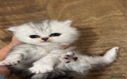 Persian cats for sale: Chinchilla kittens  - Image 21