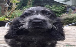 Cocker Spaniel dogs for sale: Adorable KC show cocker spaniels - Advert 13