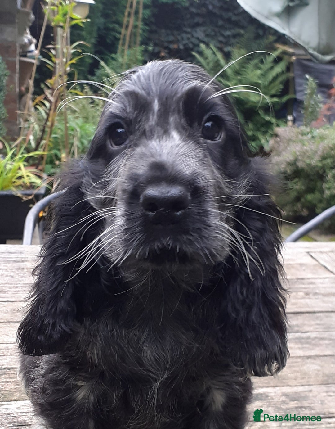 Cocker Spaniel dogs for sale: Adorable KC show cocker spaniels - Advert 13