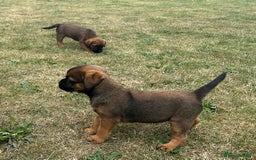 Border Terrier dogs for sale: Fabulous Chucky Boys - Image 9