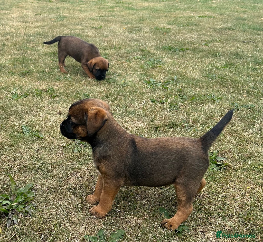 Border Terrier dogs for sale: Fabulous Chucky Boys - Image 9