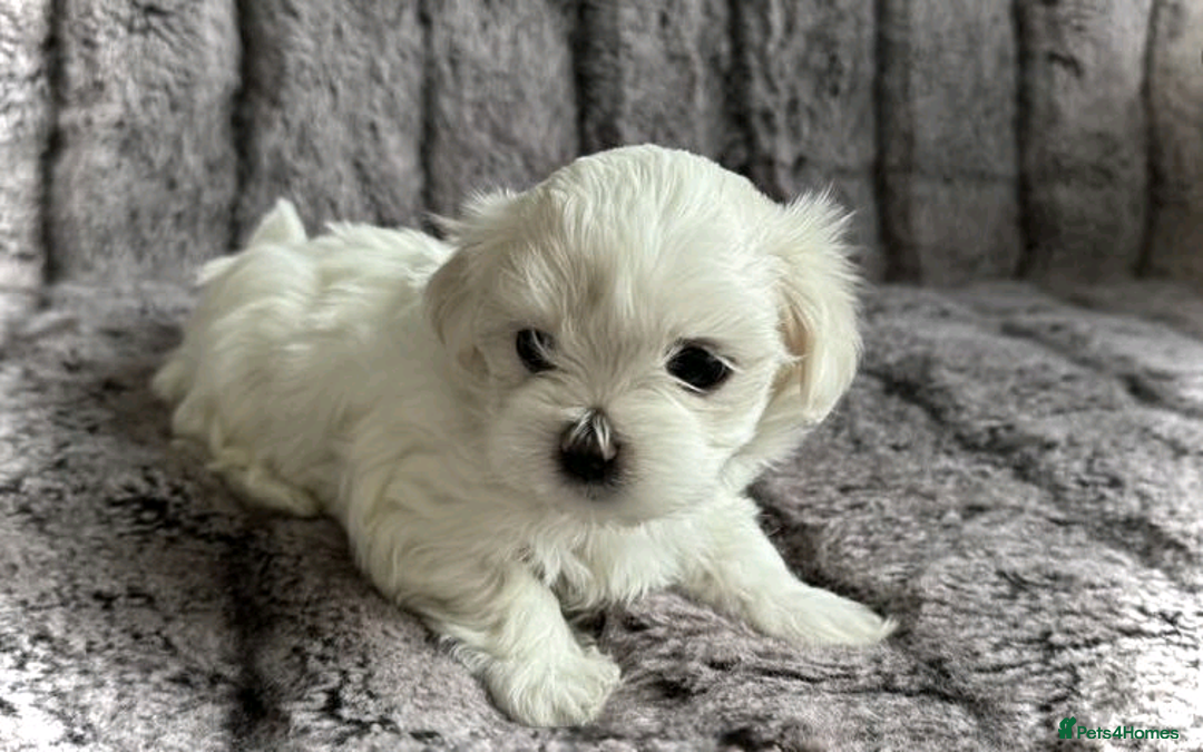 Maltese dogs for sale: Maltese puppies ready for new homes  - Advert 2