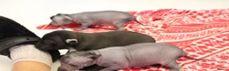 Mexican Hairless dogs for sale: Mini size girl. - Advert 4