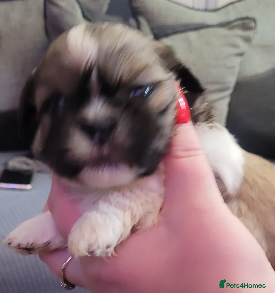 Shih Tzu dogs for sale: Look 👀 stunning shitzu puppies for sale - Advert 12