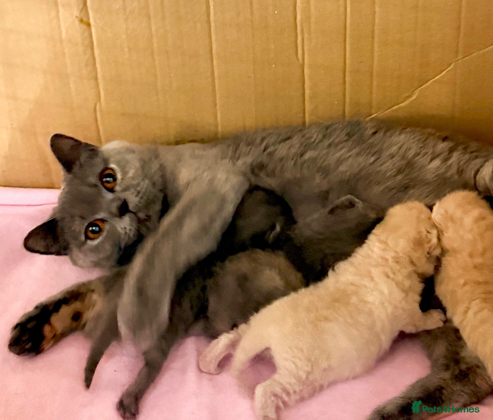 British Shorthair cats Gccf registered British shorthair kittens - Advert 1