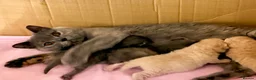 British Shorthair cats for sale: Gccf registered British shorthair kittens - Advert 12