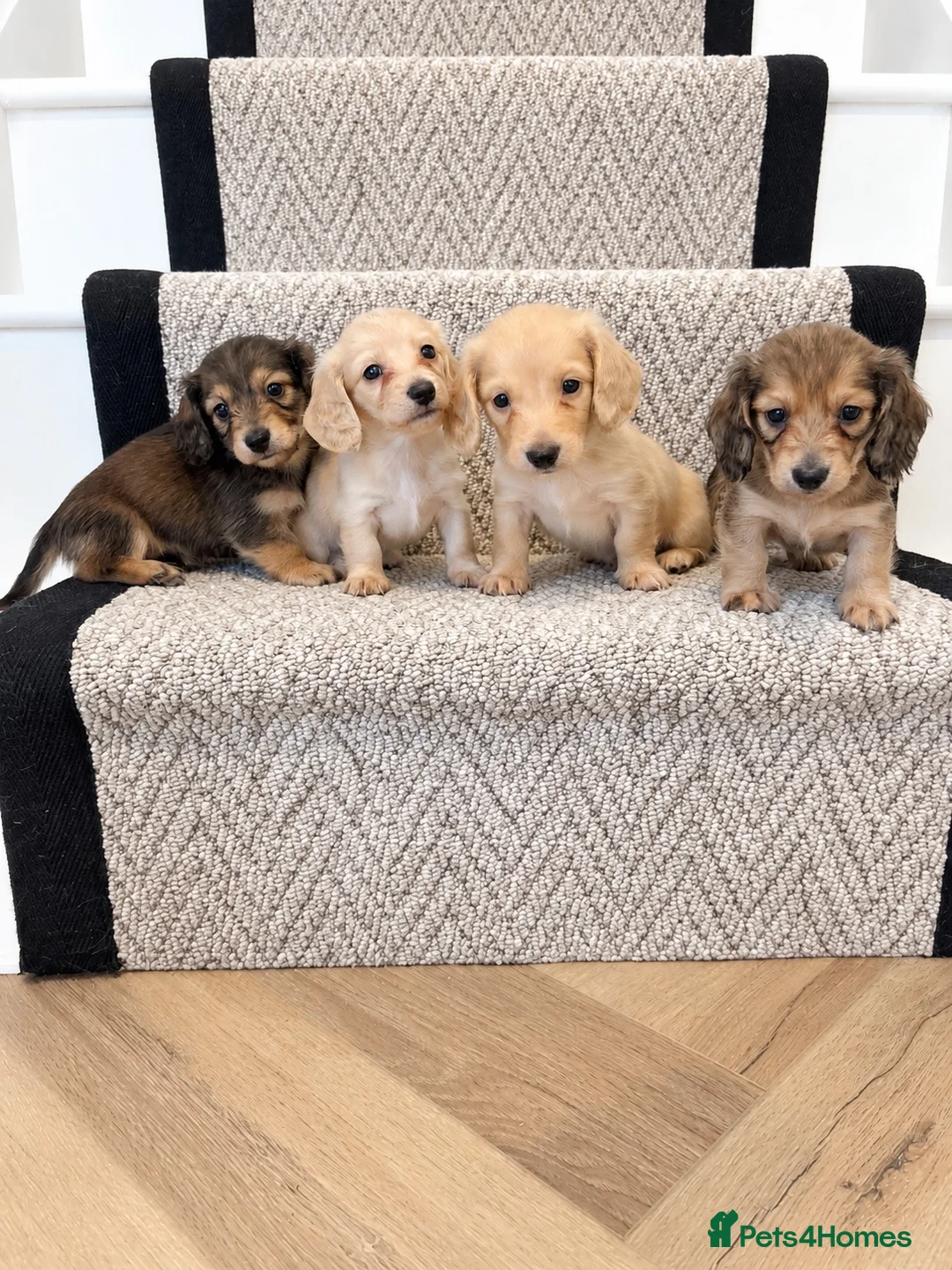 Miniature Dachshund dogs for sale: 4 🤎 Long Haired Cream MINIATURE DACHSHUNDS 🤎 - Advert 1
