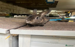 Rex rabbits for sale: Selection of Mini Rex boys  - Image 6