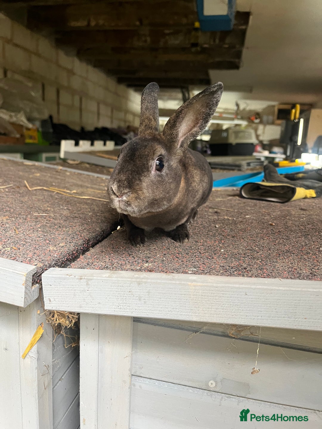 Rex rabbits for sale: Selection of Mini Rex boys  - Image 6