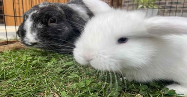Mini Lop rabbits - Advert 3