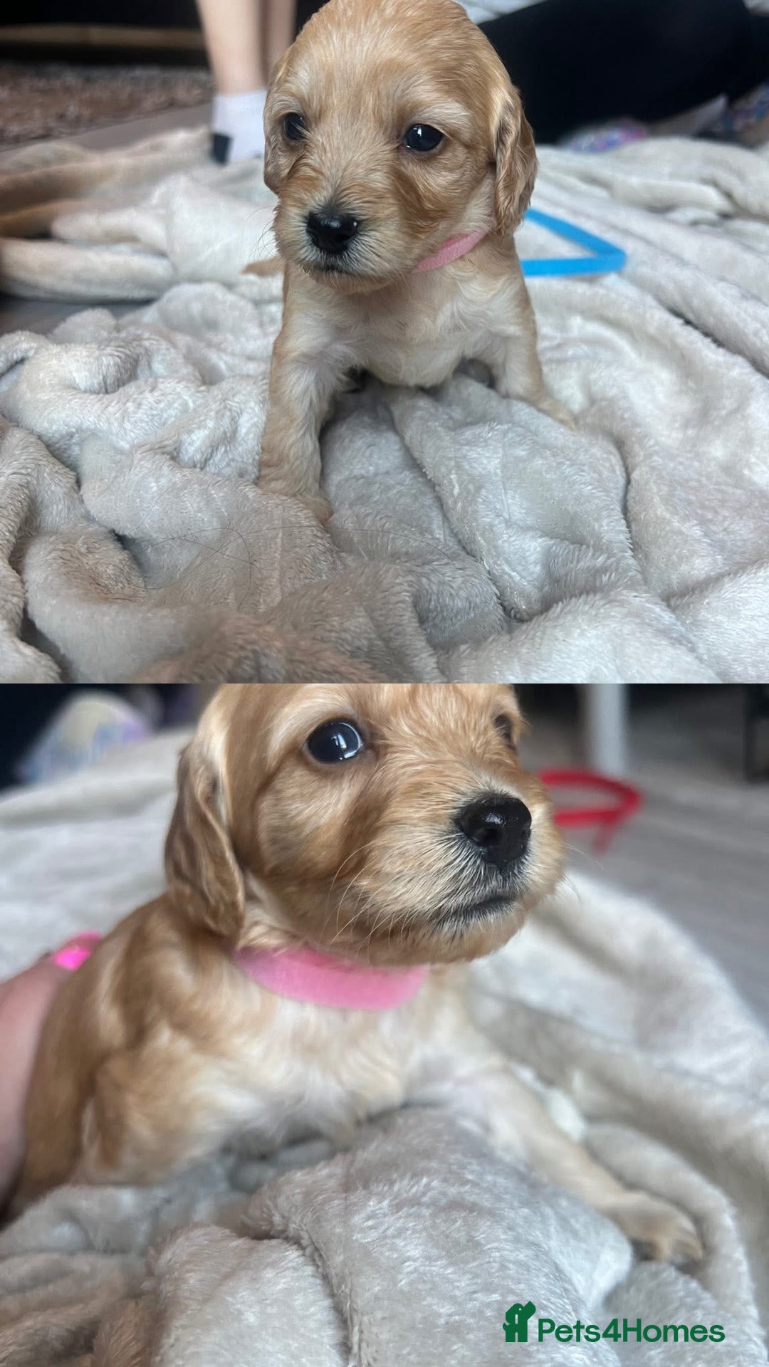 Cockapoo dogs for sale: Cockapoo puppies - Image 17