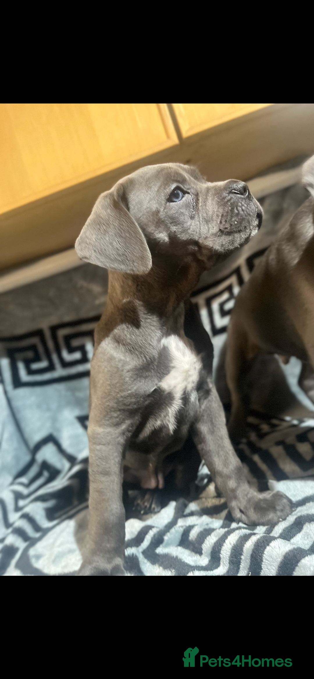 Cane Corso dogs for sale: Chunky blue  cane corso pups for sale last 2 - Advert 5