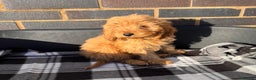Cockapoo dogs for sale: Beautiful gold Cockapoo puppies - Advert 19