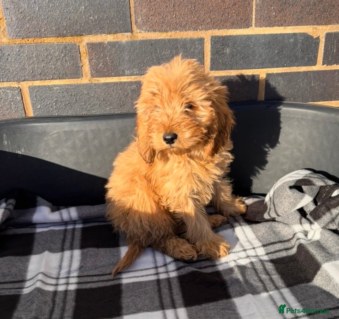 Cockapoo dogs for sale: Beautiful gold Cockapoo puppies - Advert 19