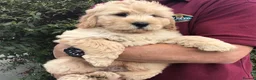 Newfypoo dogs for sale: Rare Newfypoo Puppies.  Stunning colors - Advert 3