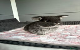 Mini Lop rabbits for sale: Little fluffy mini lops  - Image 6
