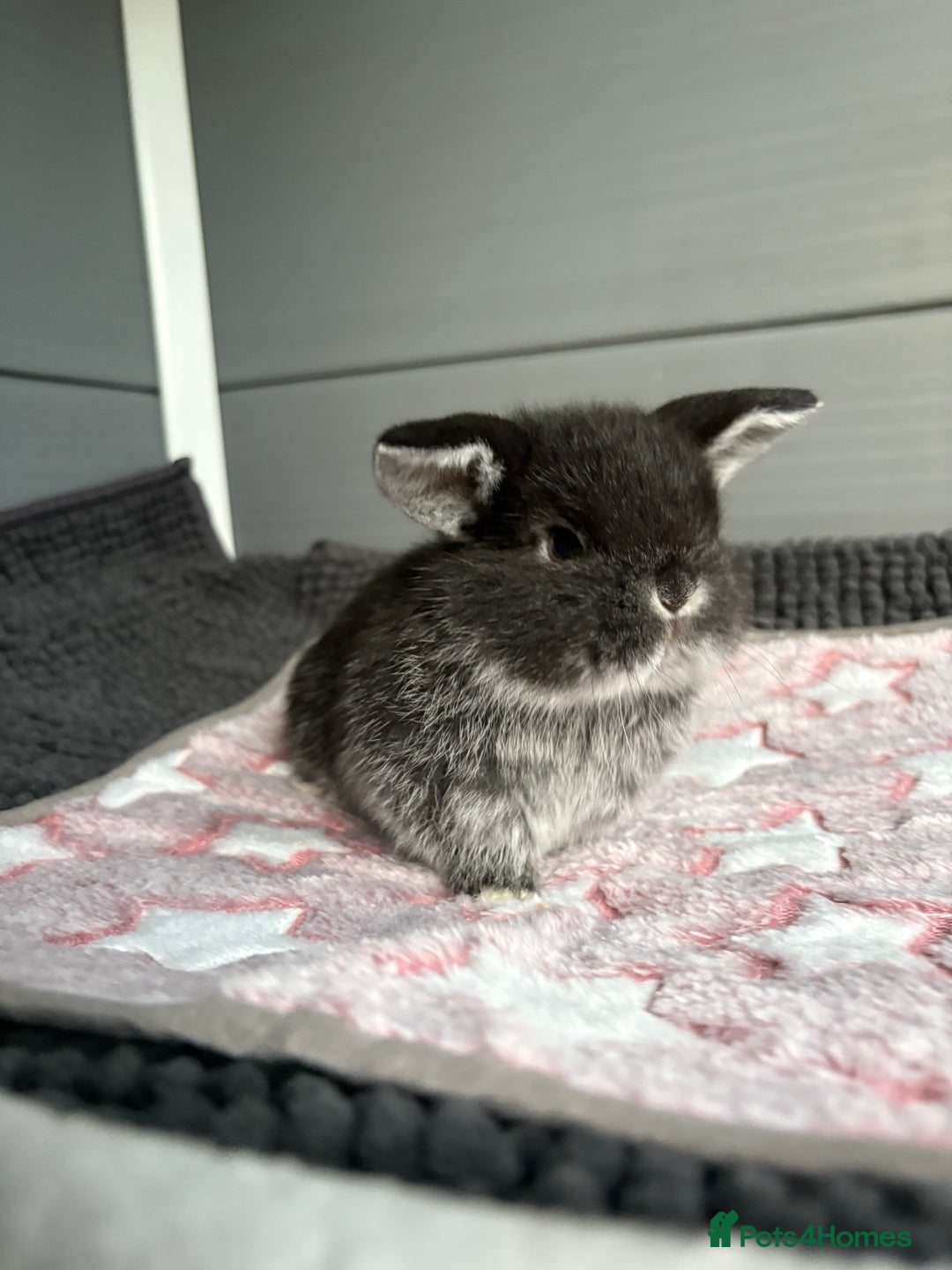 Mini Lop rabbits for sale: Little fluffy mini lops  - Image 6