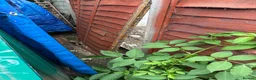 Jack Russell dogs for sale: Short Leg Jack Russell Terrier Puppies  - Advert 3