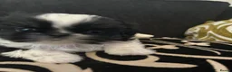 Shih Tzu dogs for sale: 3 perfect imperial Shih Tzu girls  in Tredegar - Advert 8