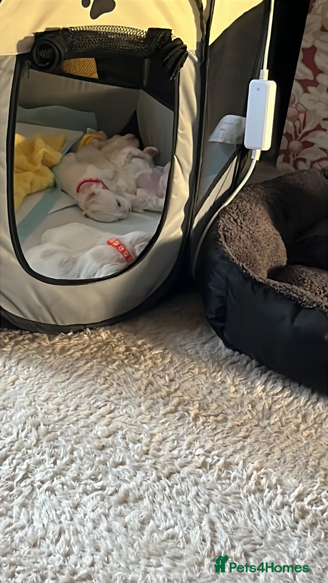 Maltese dogs for sale: Maltese babies - Advert 20