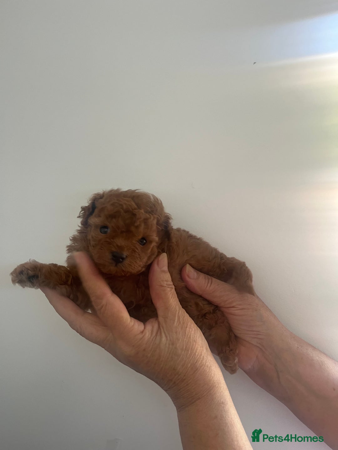 Toy Poodle dogs for sale: Teddy bear red asian/toy poodle puppies 🧸  - Advert 14