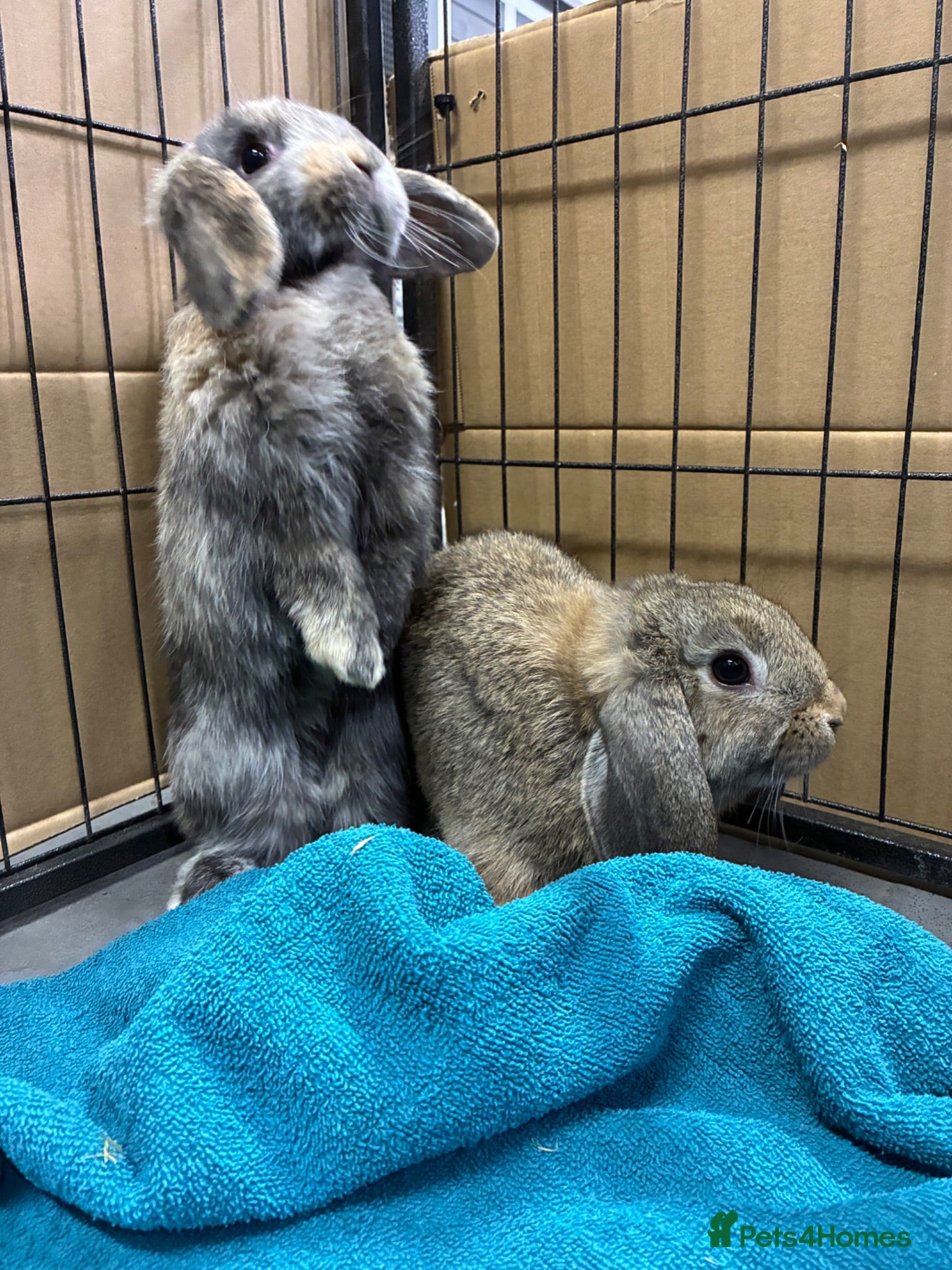 Mini Lop rabbits Mini Lop Bunnies Ready Now  - Advert 19