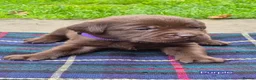 Labrador Retriever dogs for sale: Exceptional KC Reg Chocolate Labrador Puppies  - Advert 6