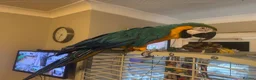 Macaws birds for sale: Blue and gold macaw in Liverpool - Advert 3