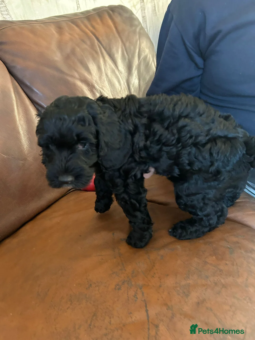 Cockapoo dogs for sale: Cockerpoo / cockapoo - Advert 15