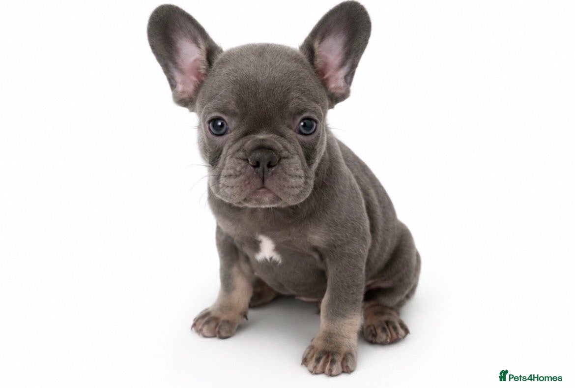 French Bulldog dogs Quality French Registered Bulldog Puppies  - Advert 2